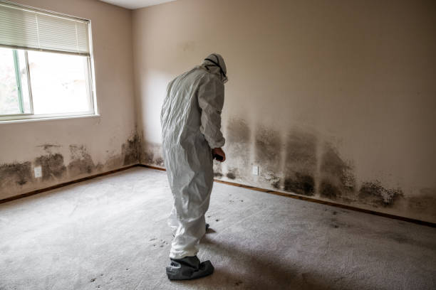 Best Basement Mold Removal  in Muniz, TX